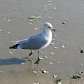 Październikowy spacer plażą... #ocean #plaza #mewy #ludzie #motyl