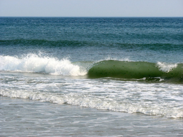 Październikowy spacer plażą... #ocean #plaza #mewy #ludzie #motyl #muszle #fale