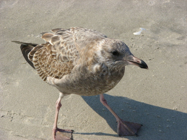 Październikowy spacer plażą...