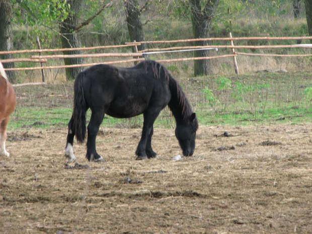 Caton #fundacjatara #tara #piskorzyna #konie