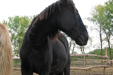 Caton #fundacjatara #tara #piskorzyna #konie