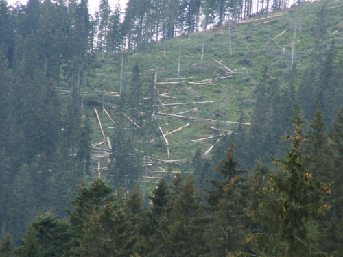Powalone drzewa przez wichurę w Dolinie Kobylańskiej #Drzewa