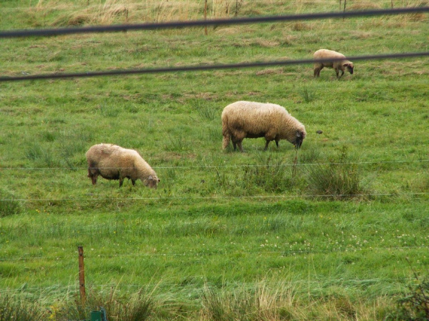 Pasą się owieczki. Zdjęcie zrobione w Białce Tatrzańskiej z okna pokoju w którym przebywaliśmy #Owce