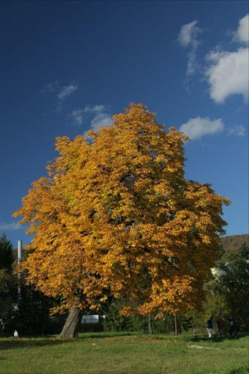 kolor jesieni