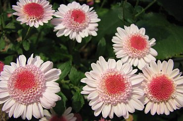 Jesienne rosliny #rosliny