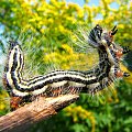 Hurra, juz jesien! #makro #owad #natura #przyroda #macro #insect #nature #gasienica #caterpillar