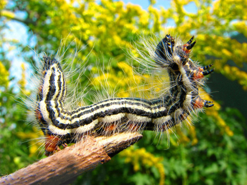 Hurra, juz jesien! #makro #owad #natura #przyroda #macro #insect #nature #gasienica #caterpillar