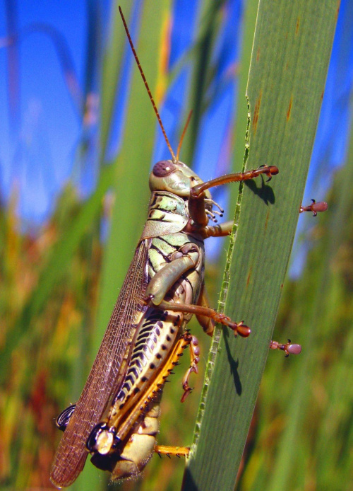 W pelnej zbroi #makro #owad #natura #przyroda #macro #insect #nature #pasikonik #konik #polny #grasshopper
