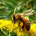 Pomaranczowa pszczola :-) #makro #owad #natura #przyroda #macro #insect #nature #pszczola #bee