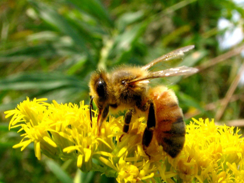 Pomaranczowa pszczola :-) #makro #owad #natura #przyroda #macro #insect #nature #pszczola #bee