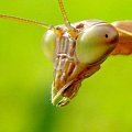 Przestaniesz robic te zjecia czy mam ugryzc? #makro #owad #natura #przyroda #macro #insect #nature #modliszka #praying #mantis