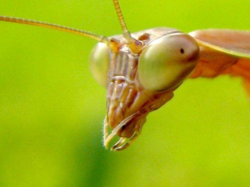 Przestaniesz robic te zjecia czy mam ugryzc? #makro #owad #natura #przyroda #macro #insect #nature #modliszka #praying #mantis
