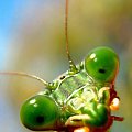 Co jest w srodku? #makro #owad #natura #przyroda #macro #insect #nature #modliszka #praying #mantis
