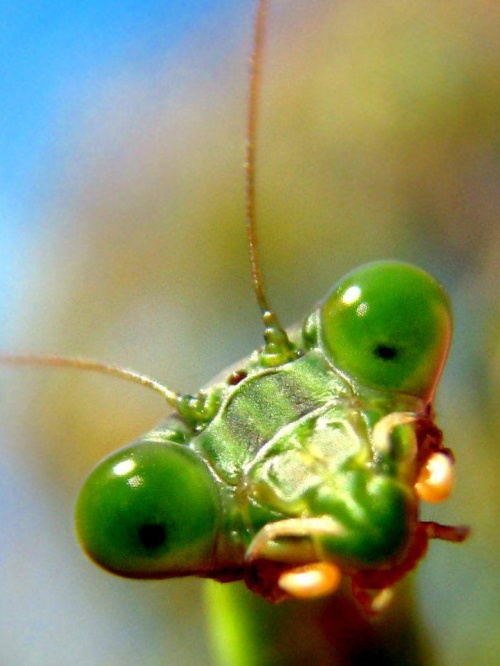 Co jest w srodku? #makro #owad #natura #przyroda #macro #insect #nature #modliszka #praying #mantis