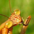 Pokazala mi jezyk... #makro #owad #natura #przyroda #macro #insect #nature #modliszka #praying #mantis