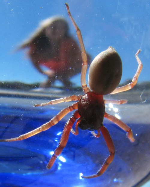 Zaraz cie dorwe! #owad #pajak #makro #macro #insect #natura #nature #glass #spider