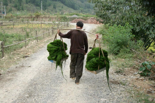 Na prowincji Pan niesie wodorosty aby potem przyrzadzic pyszne chinskie potrawy:)