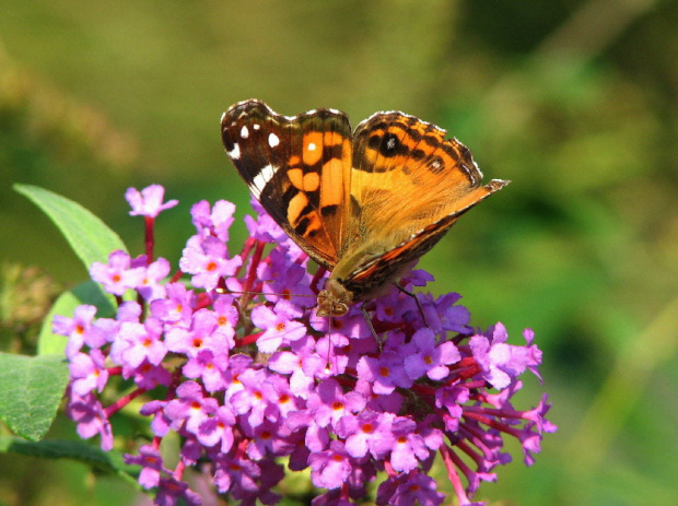 Rusałka osetnik (Vanessa cardui) #motyle