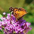 Rusałka osetnik (Vanessa cardui) #motyle