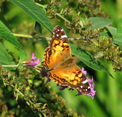 Rusałka osetnik (Vanessa cardui) #motyle