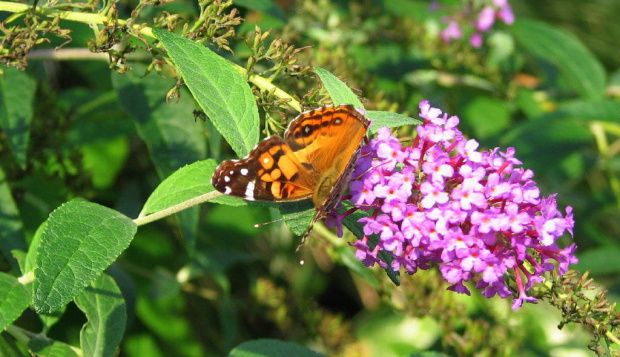 Rusałka osetnik (Vanessa cardui) #motyle