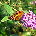 Rusałka osetnik (Vanessa cardui) #motyle