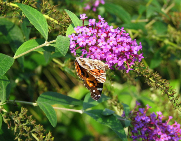 Rusałka osetnik (Vanessa cardui) #motyle