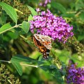 Rusałka osetnik (Vanessa cardui) #motyle