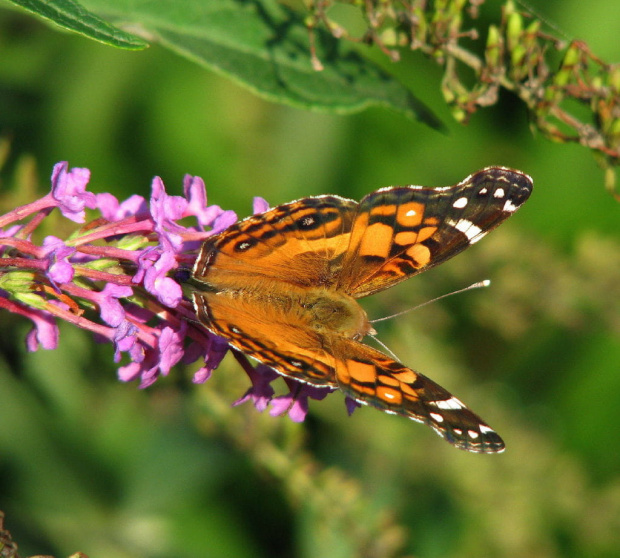 Rusałka osetnik (Vanessa cardui) #motyle