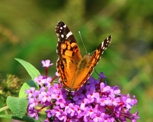 Rusałka osetnik (Vanessa cardui) #motyle