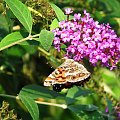 Rusałka osetnik (Vanessa cardui) #motyle