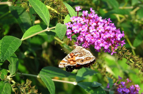 Rusałka osetnik (Vanessa cardui) #motyle