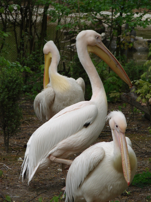 Wizyta w Zoo w Łodzi #zoo #łódź #flamingi
