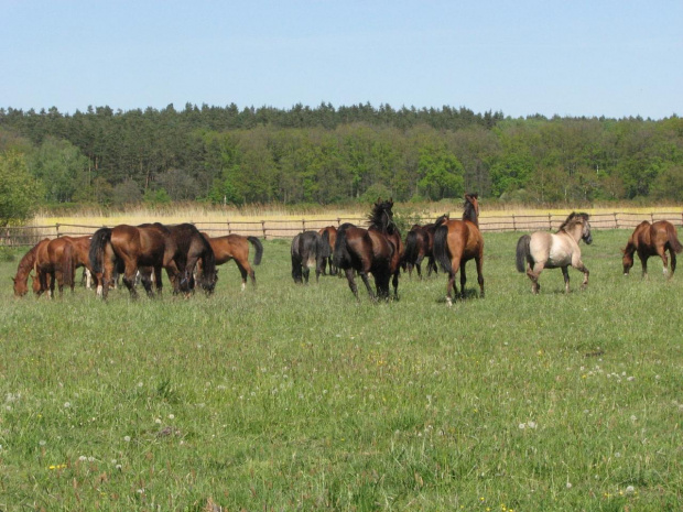 na pastwisku (3 maj 2007) #Fundacja #Tara #Nieszkowice #Scarlet