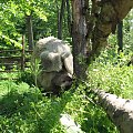powrót do domku na świeżym powietrzu
3 maj 2007 #Fundacja #Tara #Nieszkowice #Scarlet
