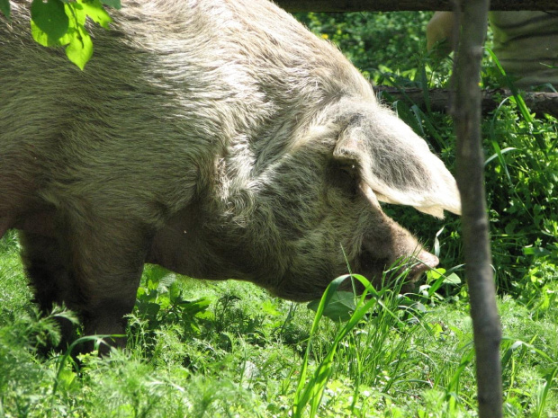 powrót do domku na świeżym powietrzu
3 maj 2007 #Fundacja #Tara #Nieszkowice #Scarlet