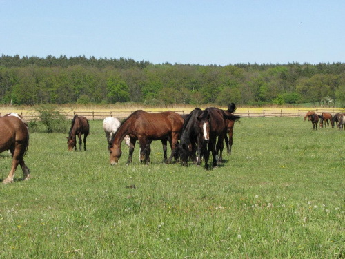 na pastwisku (3 maj 2007) #Fundacja #Tara #Nieszkowice #Scarlet