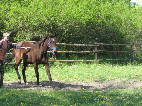 na pastwisku (3 maj 2007) #Fundacja #Tara #Nieszkowice #Scarlet