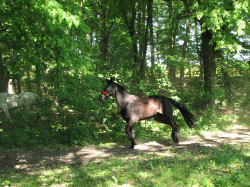 04 maj - powrót z pastwiska