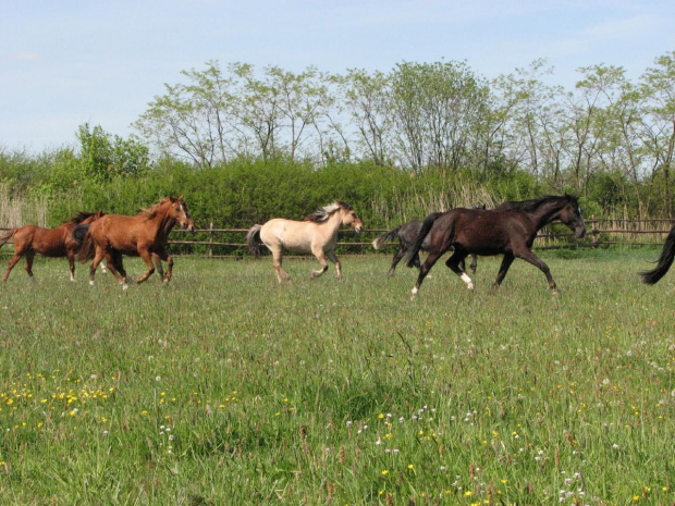 na pastwisku (3 maj 2007) #Fundacja #Tara #Nieszkowice #Scarlet