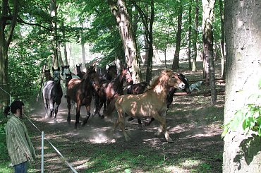 4 maja 2007 - powrót z pastwiska #Fundacja #Tara #Nieszkowice #Scarlet