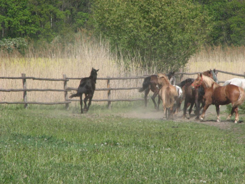 na pastwisku (3 maj 2007) #Fundacja #Tara #Nieszkowice #Scarlet