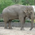 Wizyta w Zoo w Łodzi #zoo #łódź #słoń