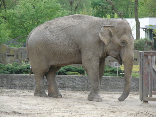 Wizyta w Zoo w Łodzi #zoo #łódź #słoń