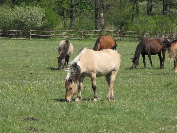 na pastwisku (3 maj 2007) #Fundacja #Tara #Nieszkowice #Scarlet