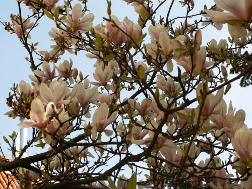 Wiosna w parku w Oliwie...Wyjątkowe drzewa, kwiaty...