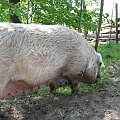 powrót do domku na świeżym powietrzu
3 maj 2007 #Fundacja #Tara #Nieszkowice #Scarlet
