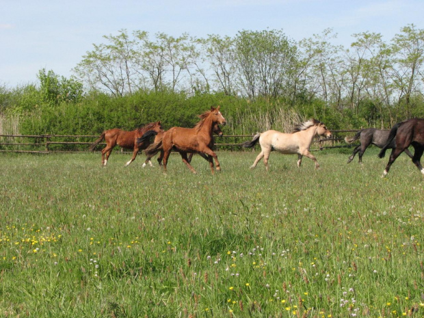 na pastwisku (3 maj 2007) #Fundacja #Tara #Nieszkowice #Scarlet