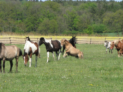 na pastwisku (3 maj 2007) #Fundacja #Tara #Nieszkowice #Scarlet