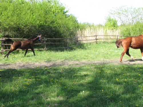 na pastwisku (3 maj 2007) #Fundacja #Tara #Nieszkowice #Scarlet